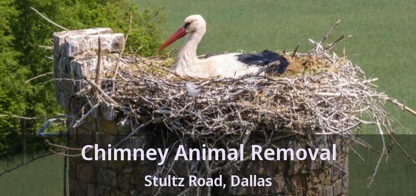 Chimney Animal Removal Stultz Road, Dallas - TX